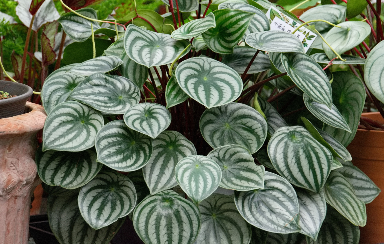 西瓜皮椒草的种植方法及注意事项