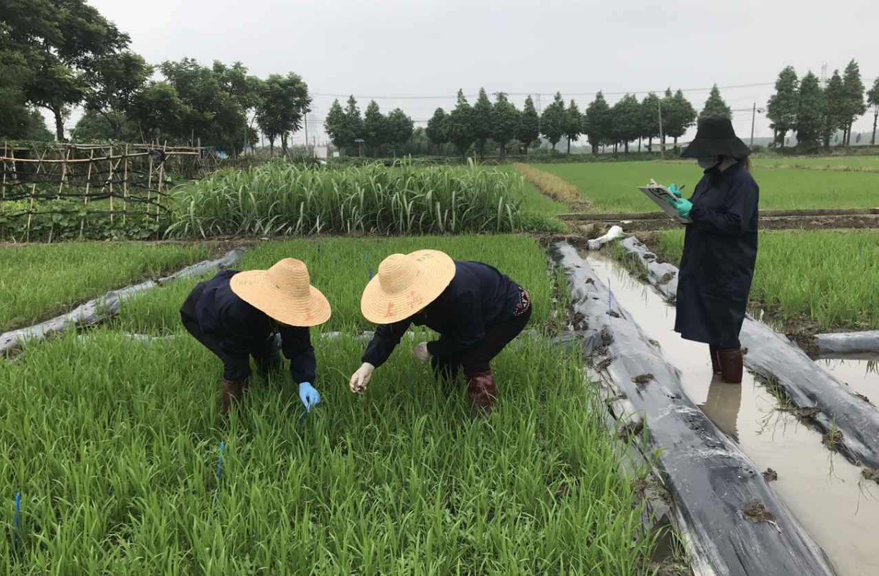 甲维茚虫威适用于哪些农作物?