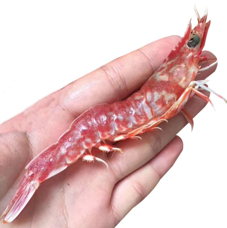 樱花虾怎么养?