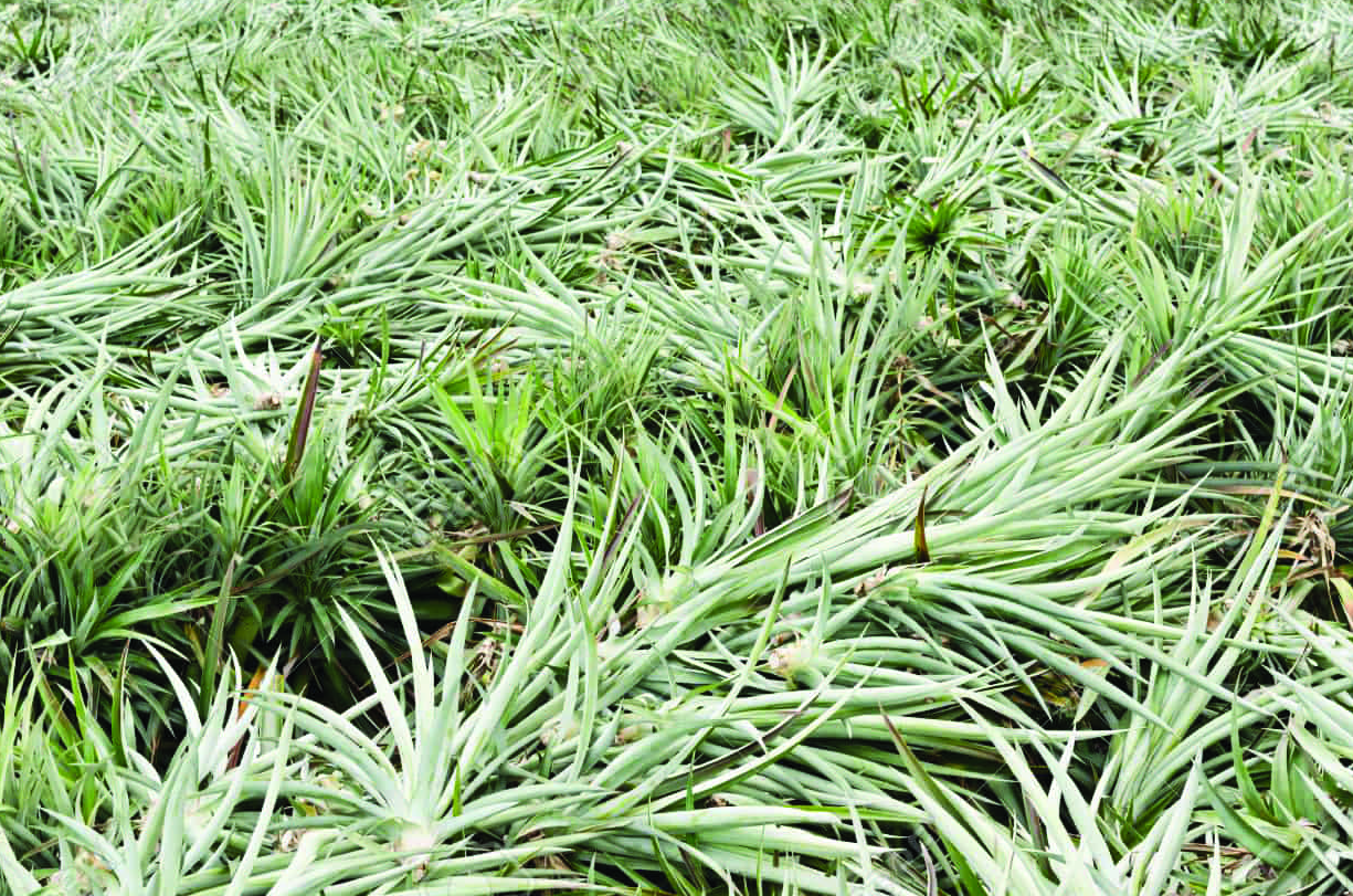 扑乙除草剂防治哪些杂草?