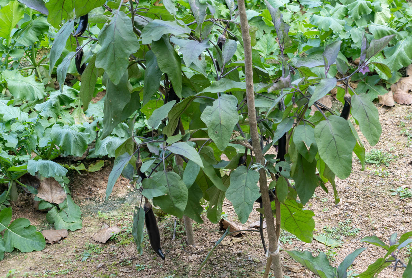 茄子苗不催芽几天育苗？