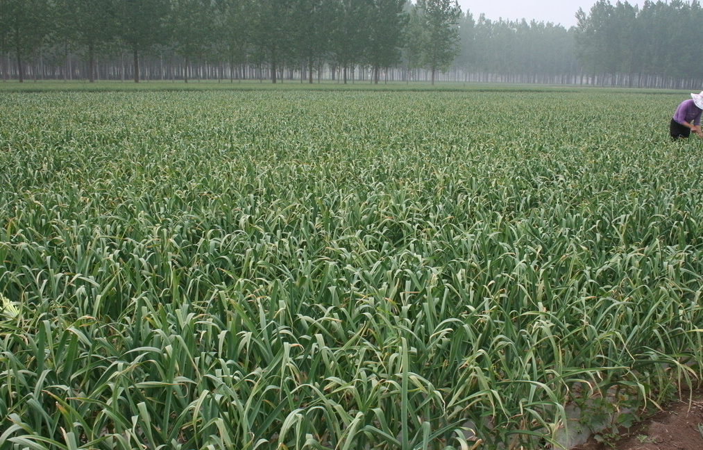 大蒜田除草剂有哪些比较好?