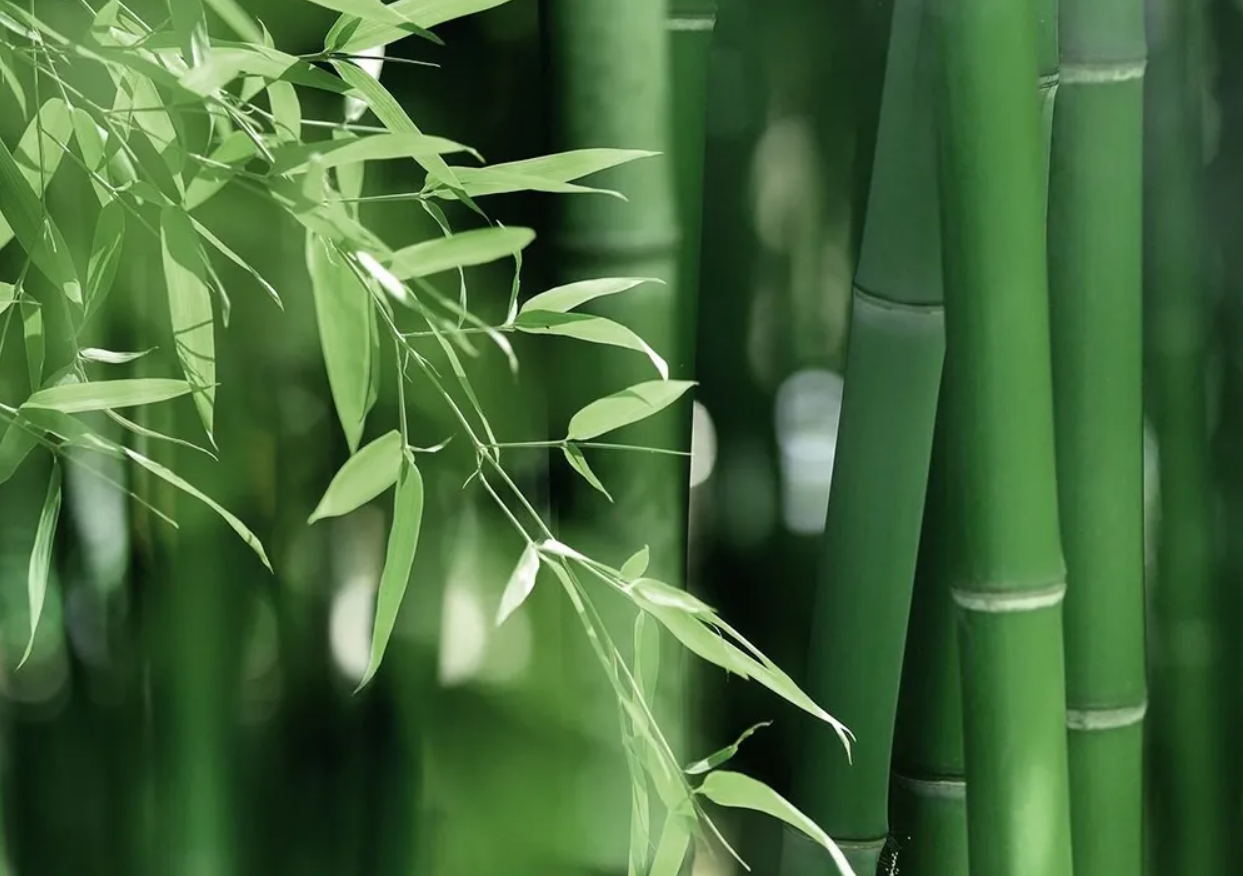 竹纤维是什么材质?