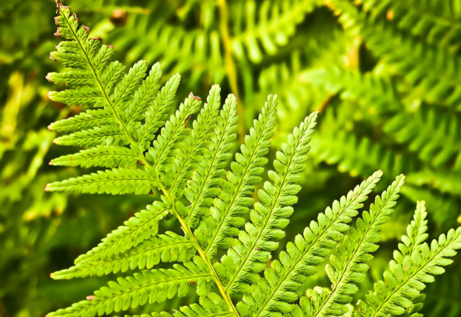 哪些植物不需要阳光?这些植物有哪些特征?