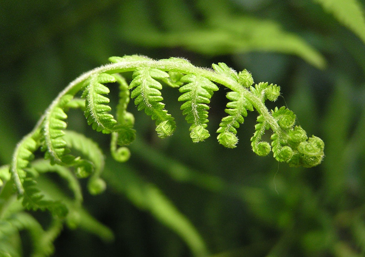 哪些植物不需要阳光?这些植物有哪些特征?