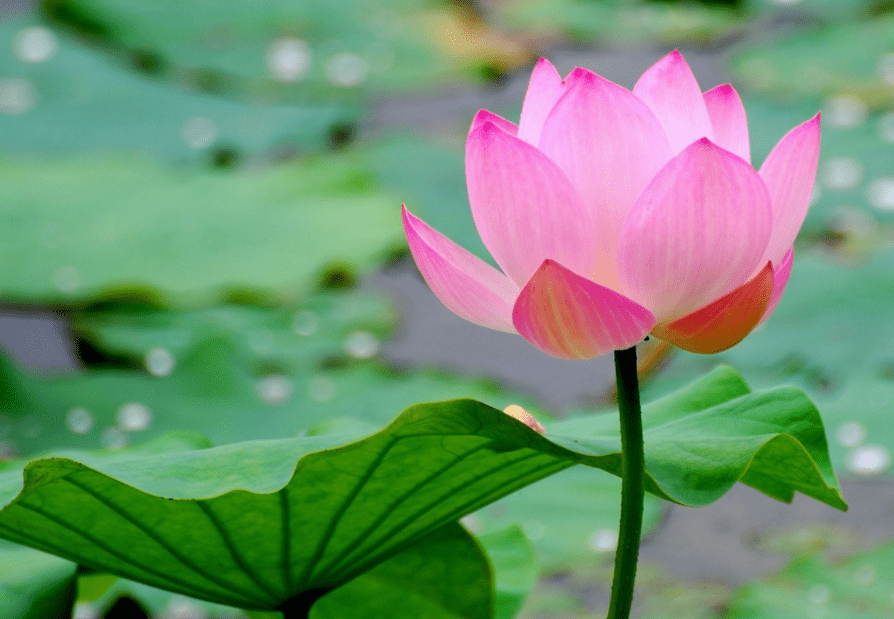 我国种植莲花历史介绍？莲花有哪些寓意？