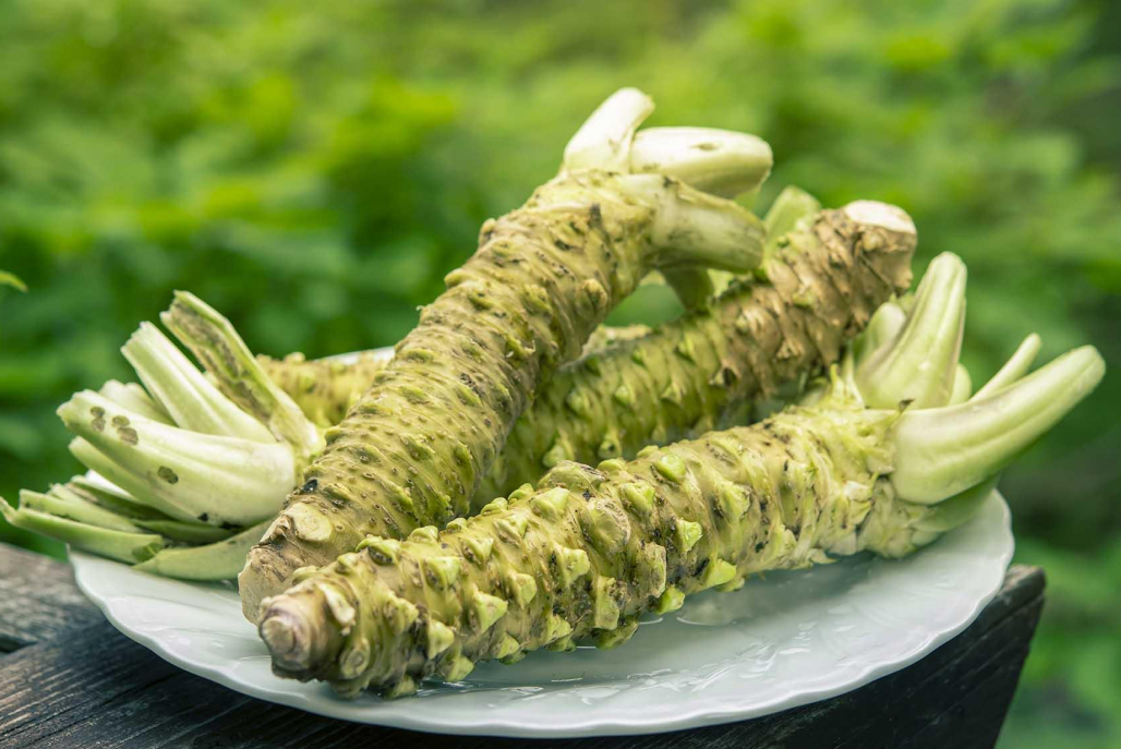 山葵和芥末的区别,两者分别有那些特点?