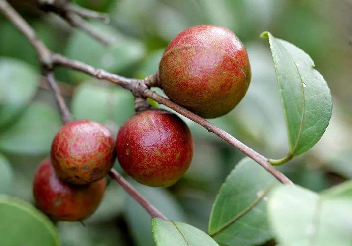 种植油茶树的前景如何?油茶树的种植方法介绍