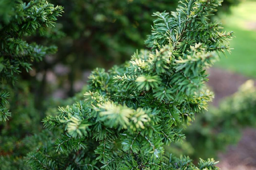 常青树的种类有哪些?目前我国常见的常青树分布及种植条件介绍