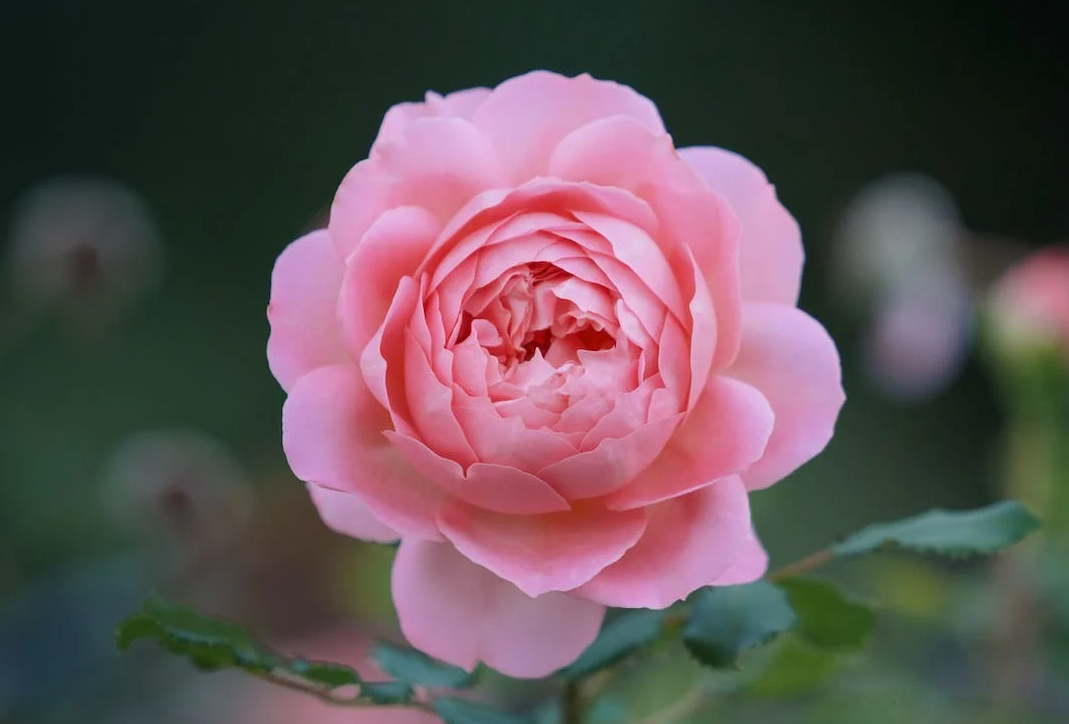 花卉植物为什么大多喜欢夏季?哪些花夏季反而长不好?