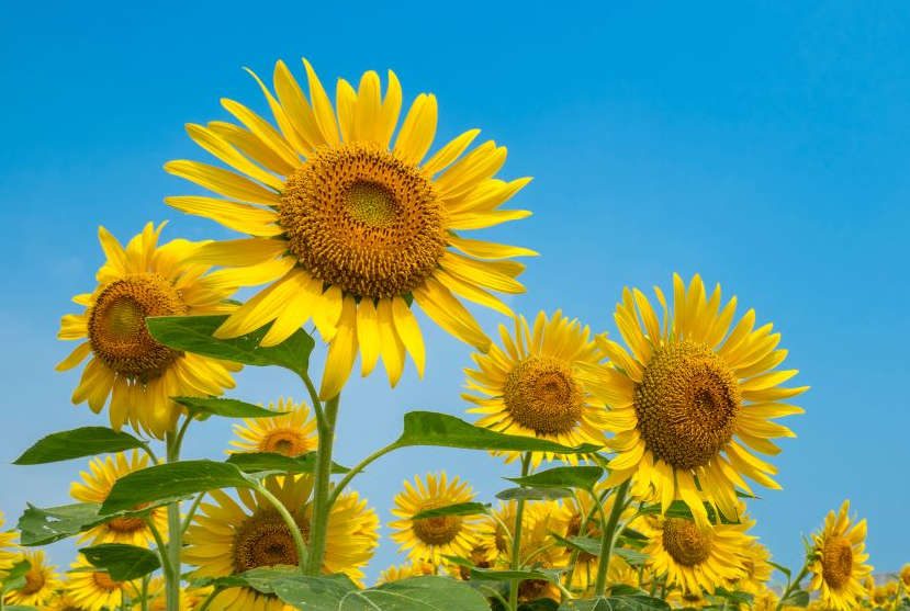 花卉植物为什么大多喜欢夏季?哪些花夏季反而长不好?