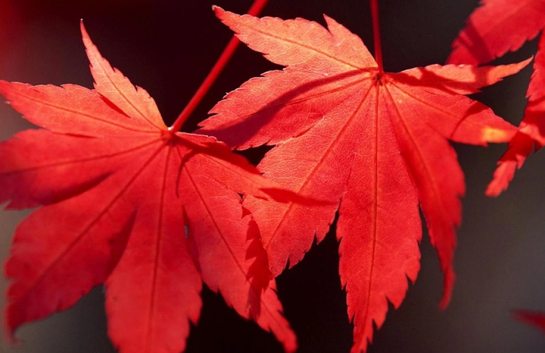 枫叶是秋季变红的吗?