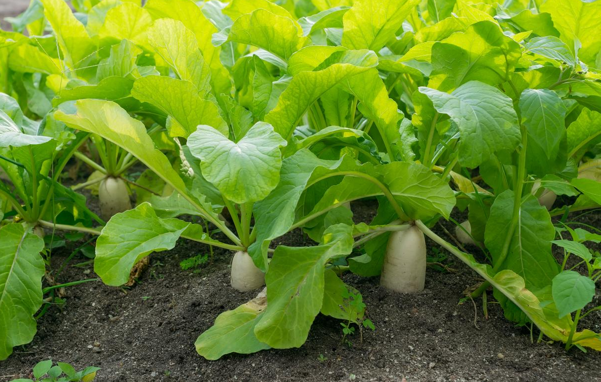 秋萝卜田适用什么样的除草剂?