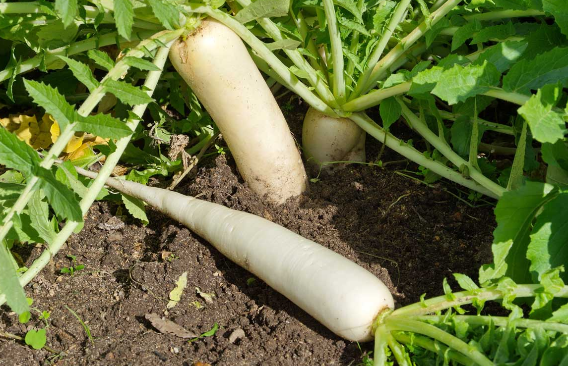 秋萝卜田适用什么样的除草剂?
