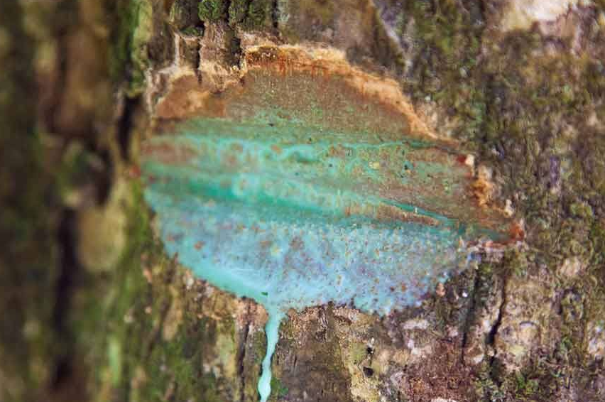 哪些植物可以吸收重金属?吸收重金属的植物会对人体健康产生哪些影响?