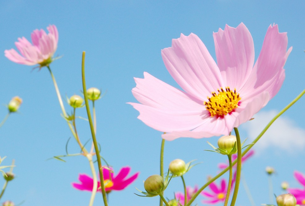 宿根花卉比较适应什么样的生态环境?有哪些不同的特点?
