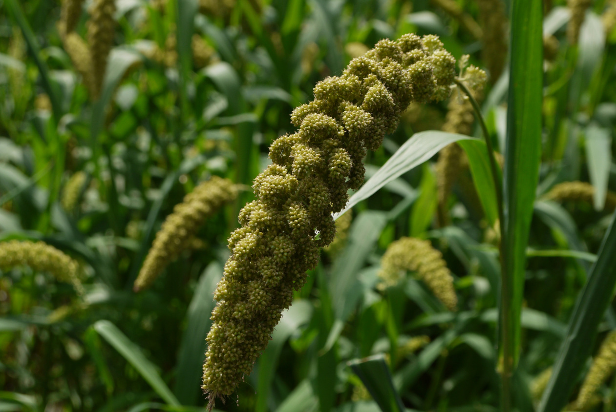 小米种植要点有哪些？需要注意哪些方面？