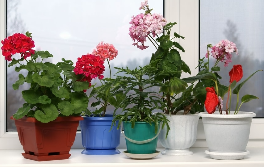 如何根据室内气候环境选择花卉?