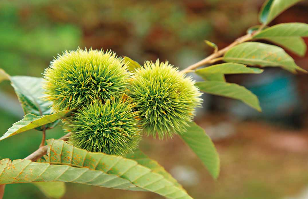 板栗在几月份开花?有什么样的特点?
