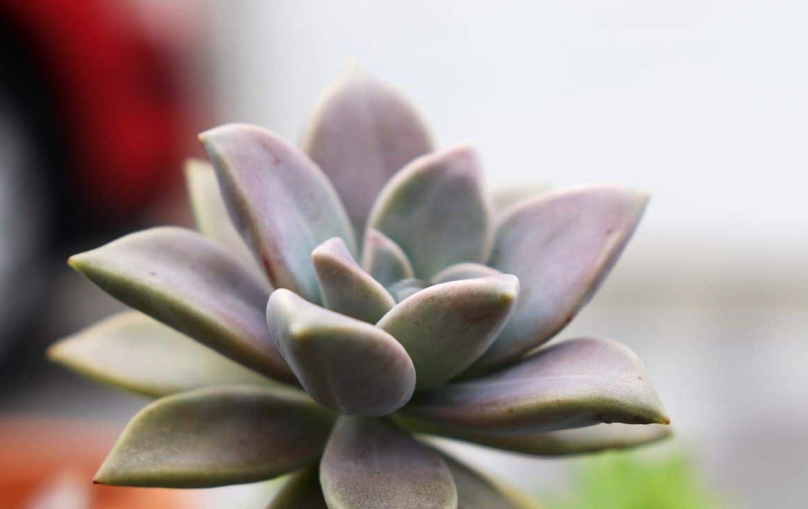 温差对多肉植物的影响?都有哪些?