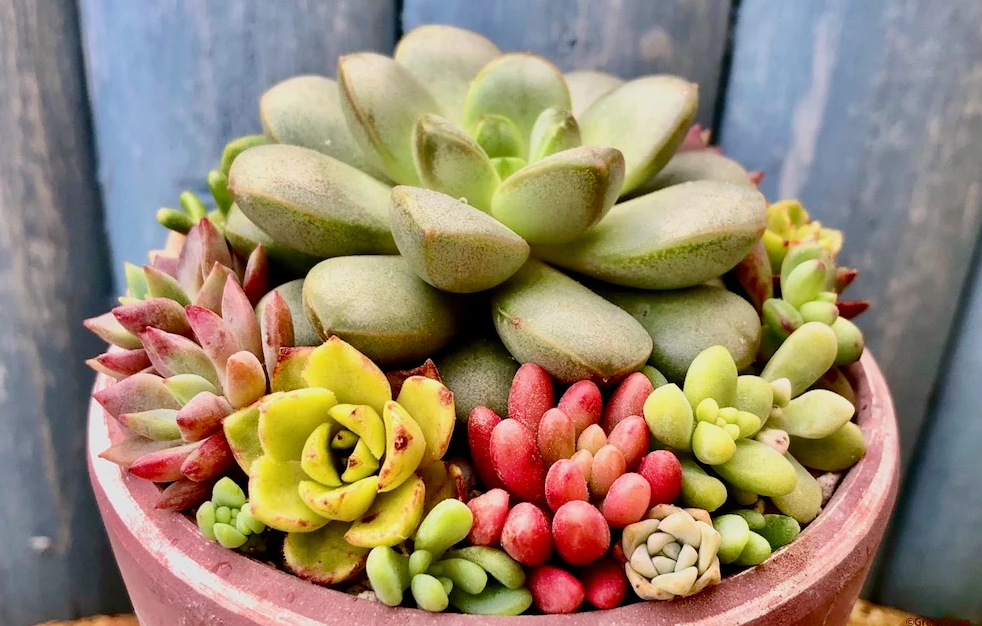 温差对多肉植物的影响?都有哪些?