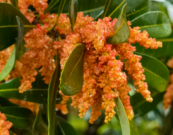 杨梅树开花季节与结果的特性特点是?