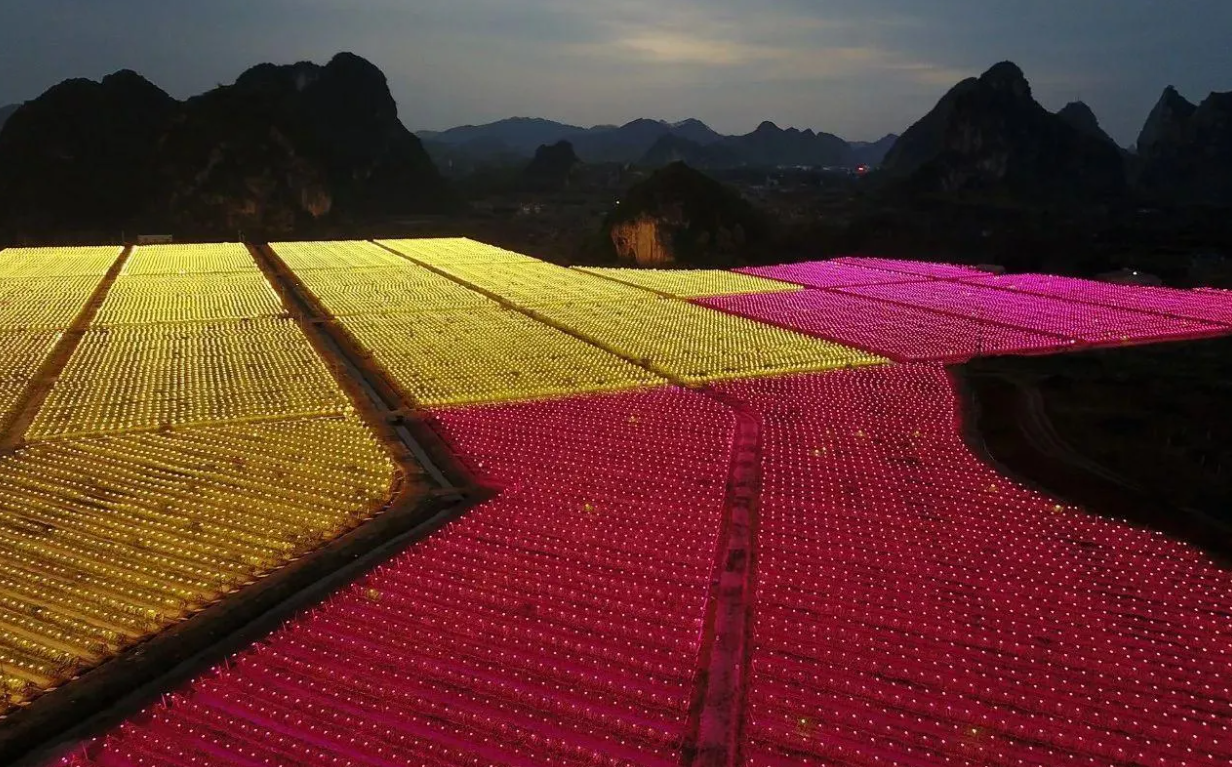 仿太阳夜间催花补光是什么种植技术?  