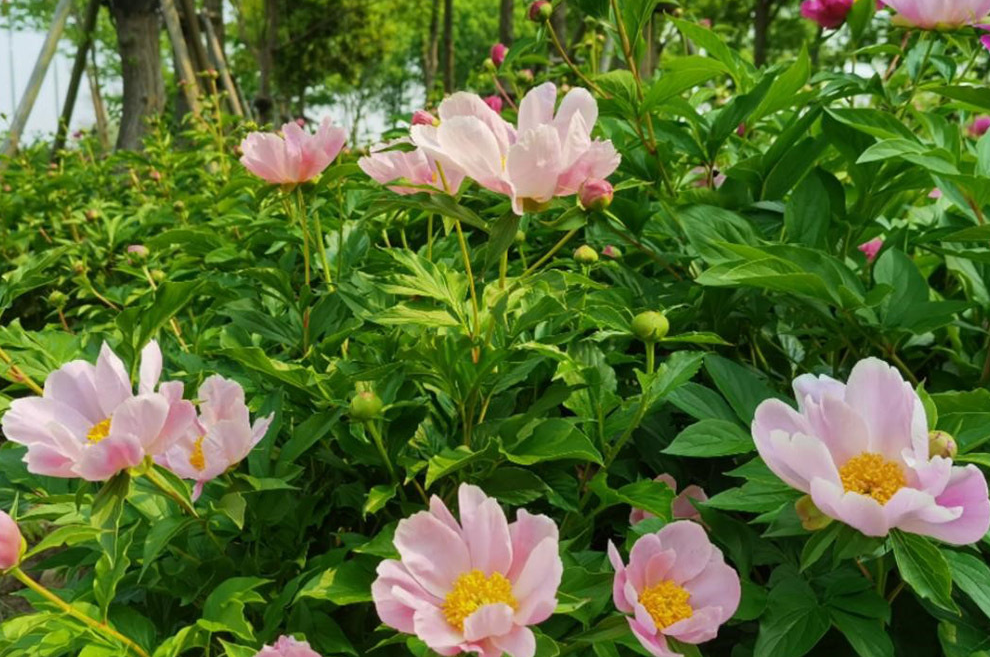 山芍药如何栽培 它有什么药物价值?