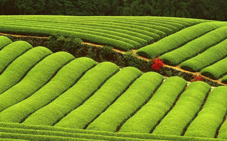 种植乌龙茶的土壤条件？有什么要求？