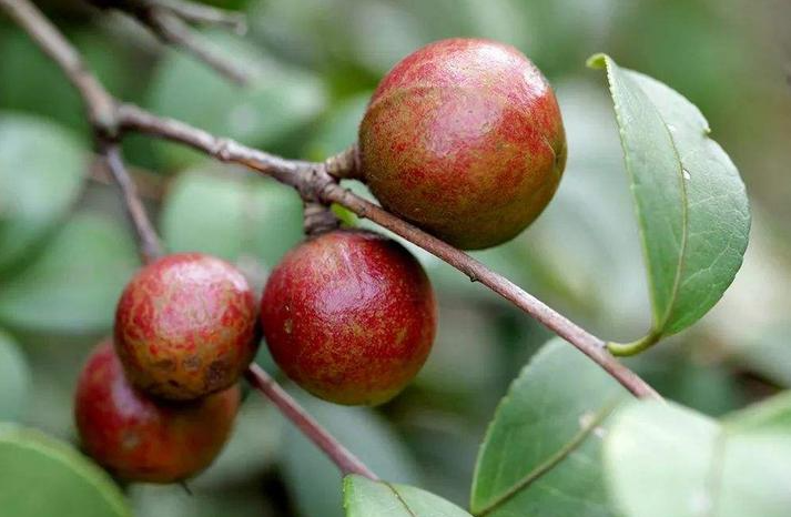 油茶树苗几年挂果？有哪些限制因素？