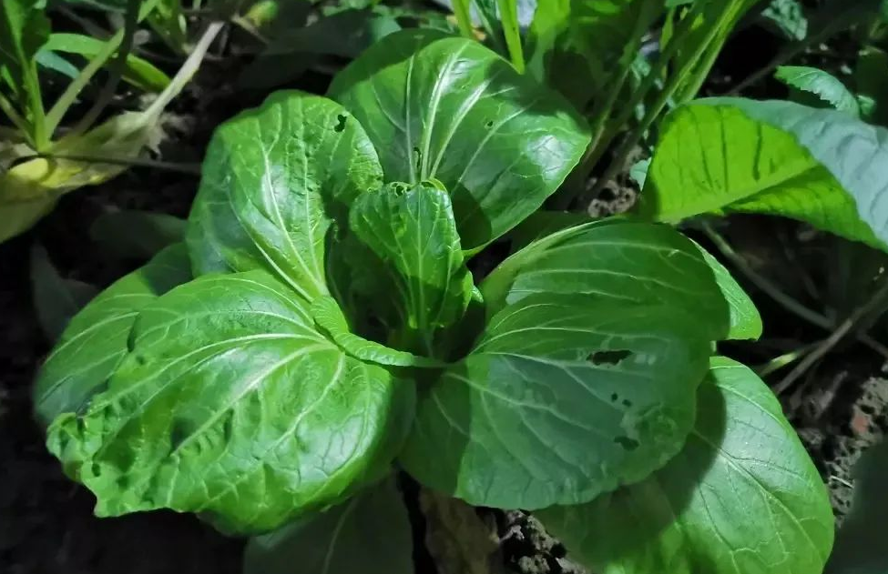 怎样防治青菜跳甲、青虫？有哪些办法？