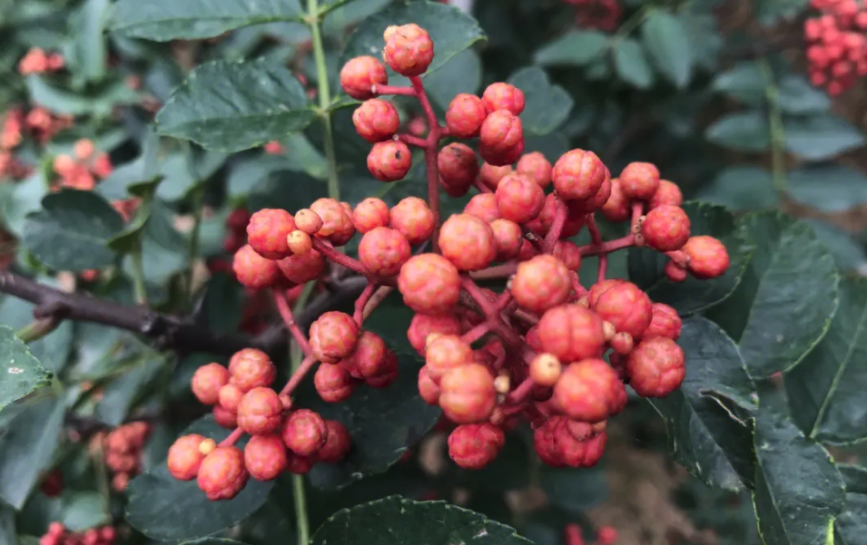 我国哪里种植花椒最多?有哪些特点?