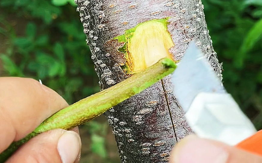 枇杷如何嫁接才能提高嫁接存活率？嫁接后如何管理？