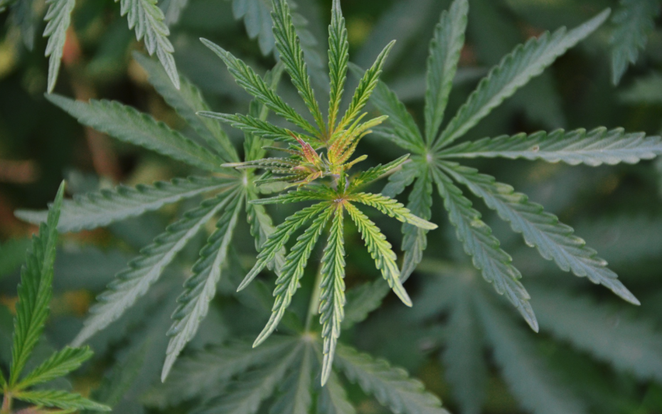 黄麻种植前景和栽培技术有哪些?