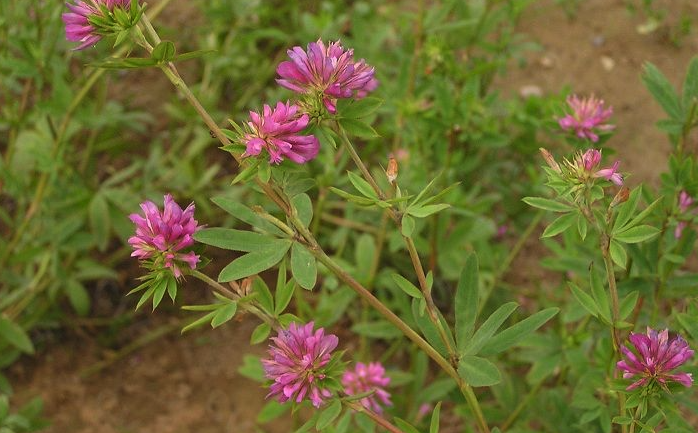 植物野火球对生态环境有什么要求？形态特征是怎样的？