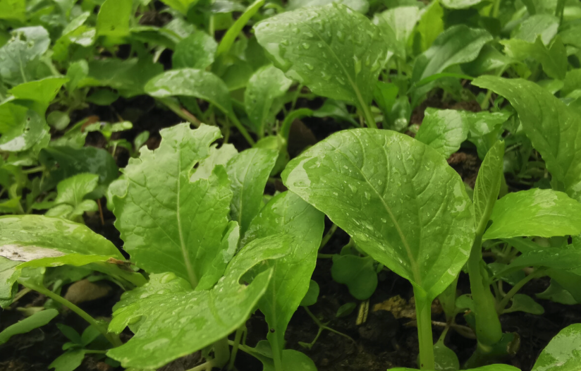 阴雨天蔬菜管理要点有哪些？需要注意什么？