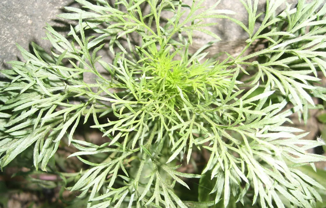 茵陈草的播种时间和技巧有哪些?