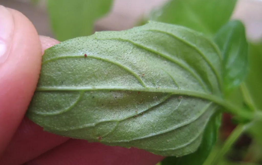 枣树红蜘蛛怎么防治？有哪些措施？