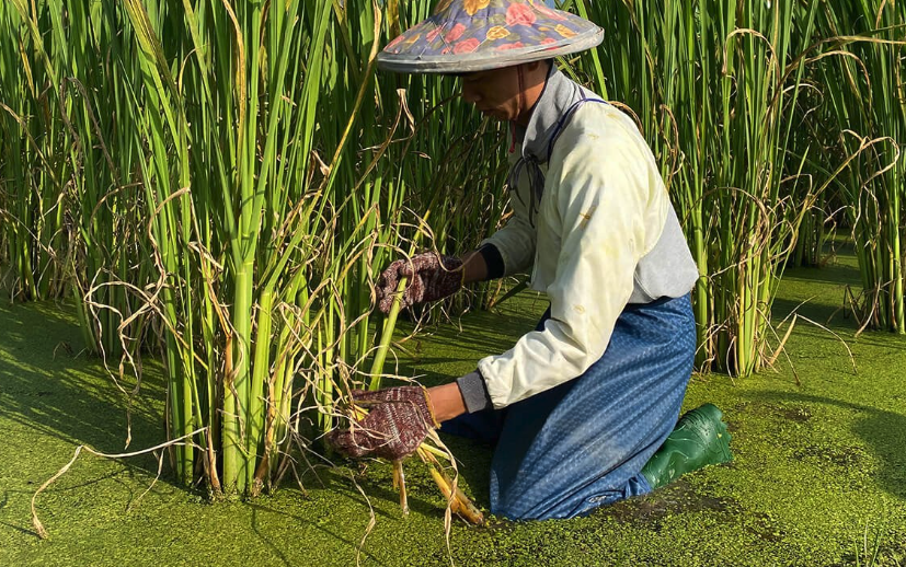 种植茭白如何选种株?有哪些选择条件?