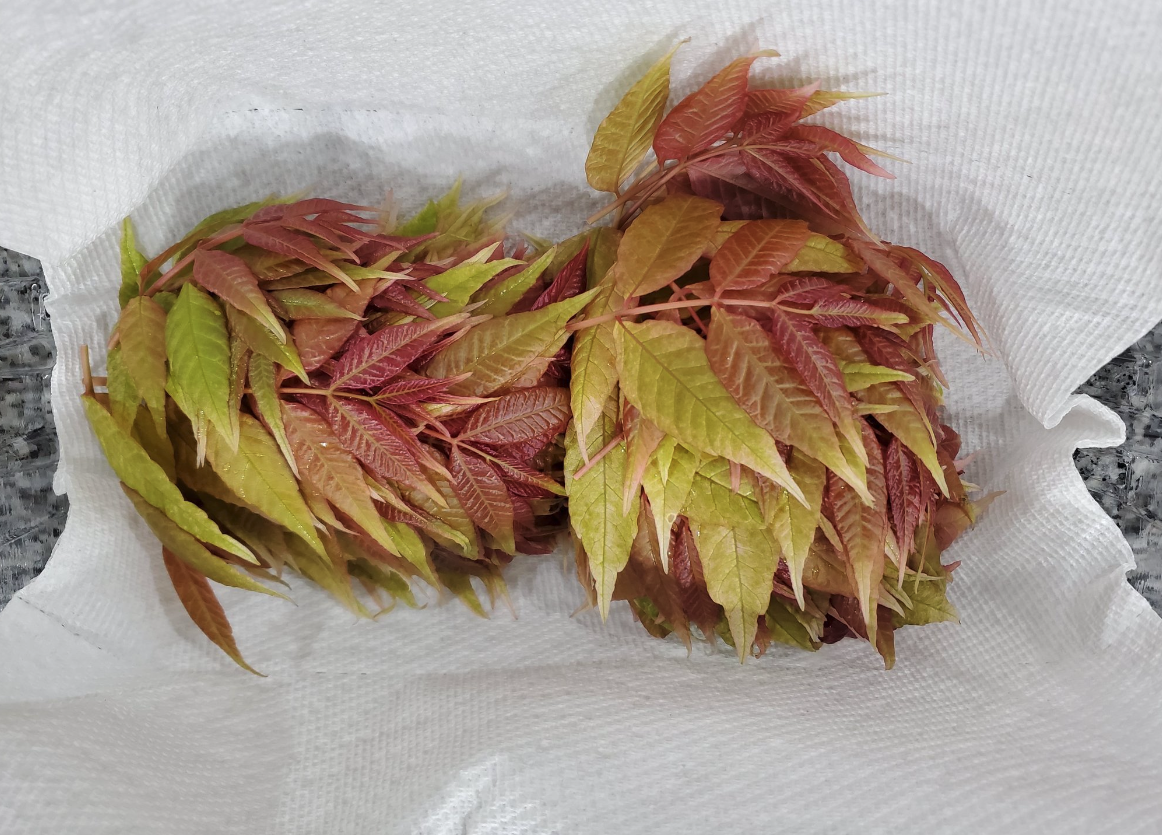 香椿的寿命一般多久,有哪些营养价值?