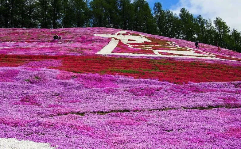 桃红锥花福禄考有哪些生态习性，有哪些价值？