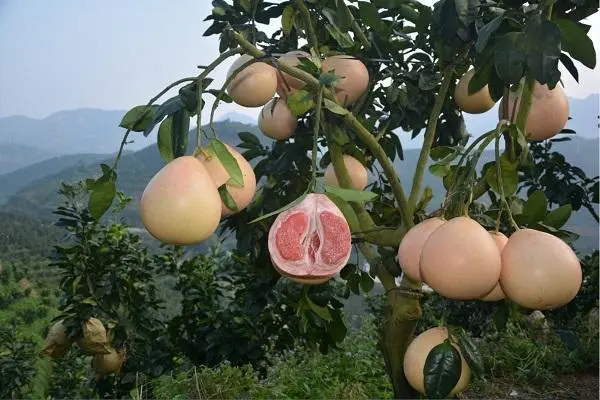 三红蜜柚树种植技术，需要充足的日照以沉淀果肉糖分