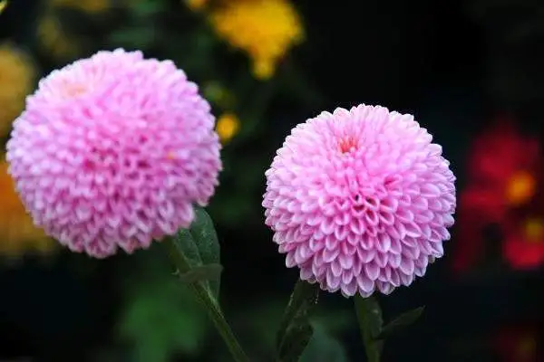 球菊几月份开花，球菊的种植技巧