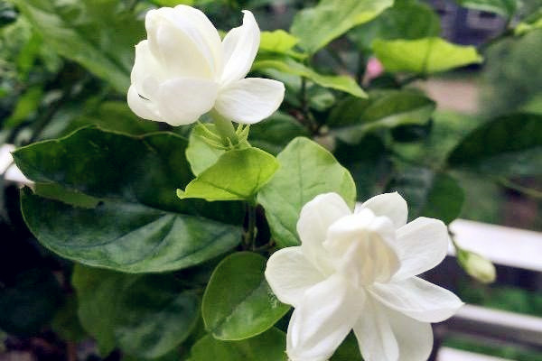 茉莉花的种植方法，对水分要求较高