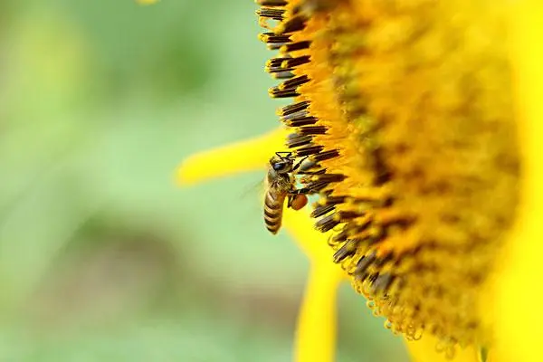 详解蜜蜂采蜜、制蜜过程