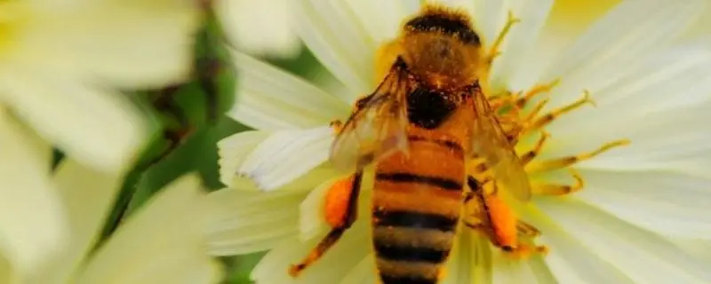 详解蜜蜂采蜜、制蜜过程