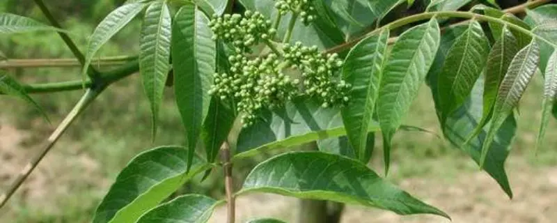 黄柏每亩种植利润，种植前景如何