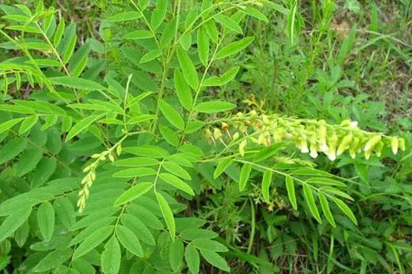 苦木的种植，苦木种植前景如何