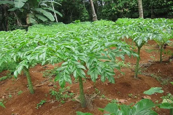 魔芋的种植，哪里产的好