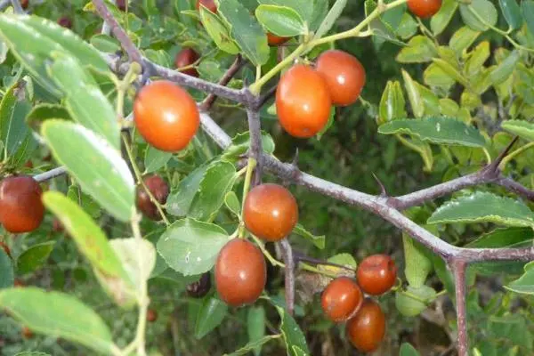 种植野酸枣有前景吗，经济效益怎么样